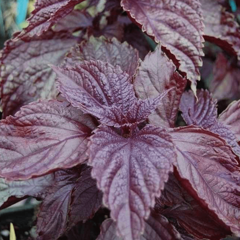 Purple Shiso 紫蘇幼苗