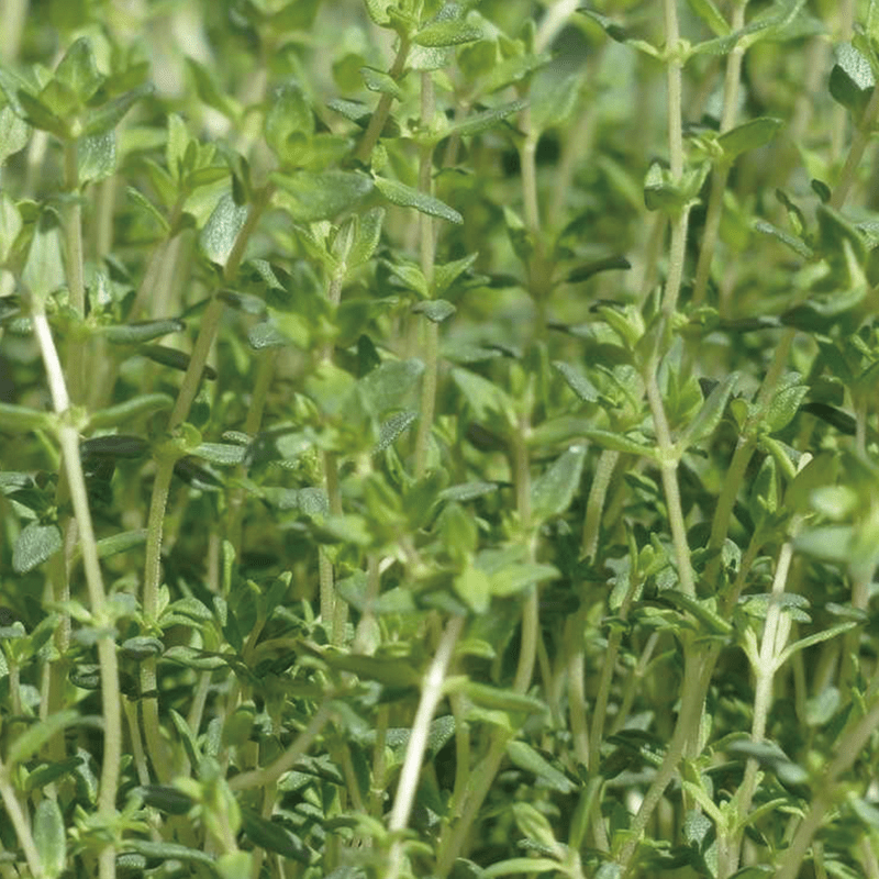 水耕種植幼苗-Thyme 百里香