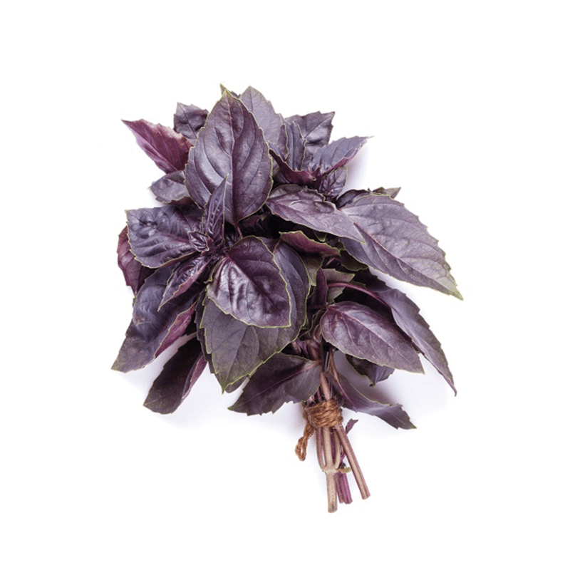 紫羅勒 Purple Basil 