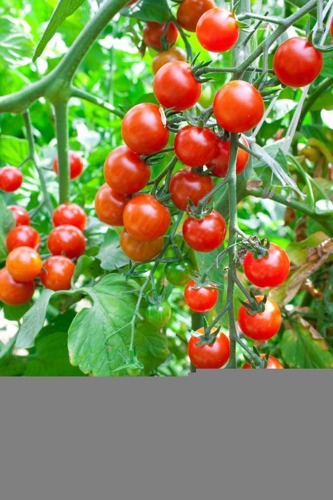 水耕種植幼苗-Cherry Tomato 蕃茄幼苗